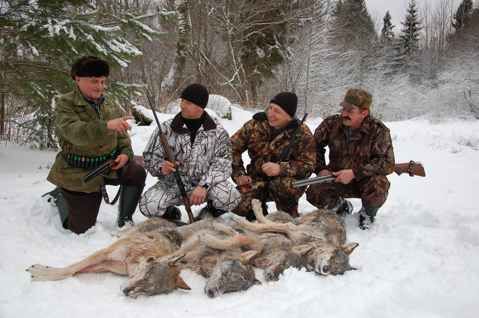 Охота на волка в Новгородской области