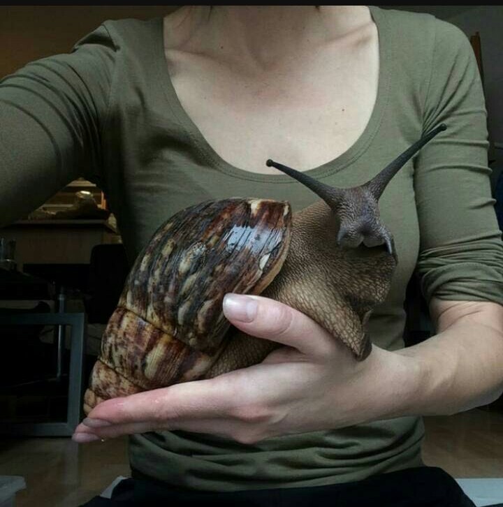 Cats are good, but here are the snails for you! - My, Snail, Achatina, Pets, Longpost