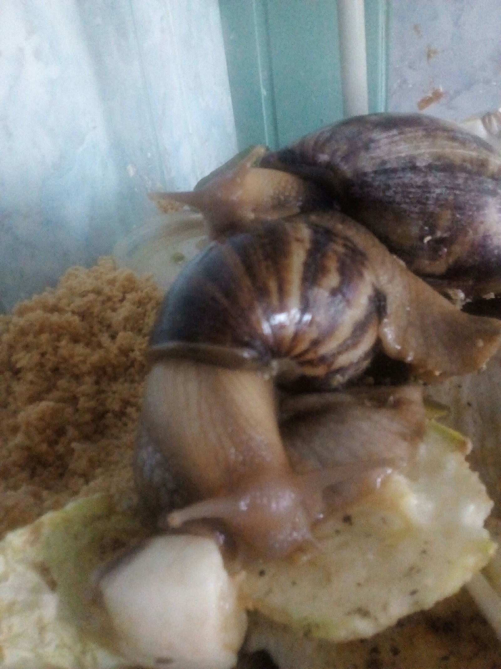 Cats are good, but here are the snails for you! - My, Snail, Achatina, Pets, Longpost