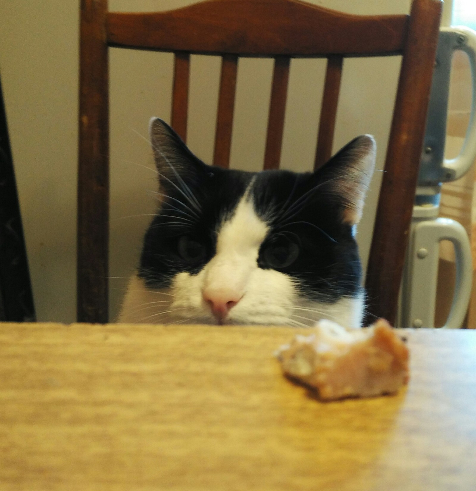 Cat's eyes when trained not to touch food from the table - My, cat, Training