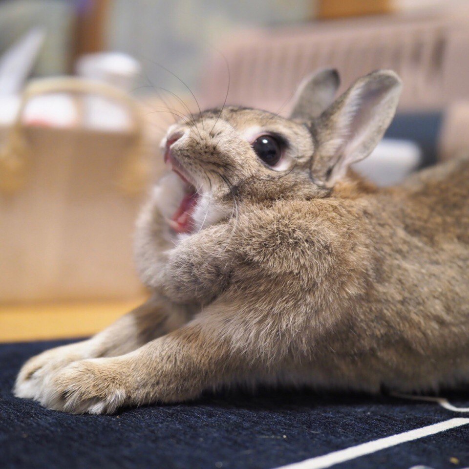 Time to sleep) - Rabbit, The photo, Milota, Pets, Yawn, Longpost