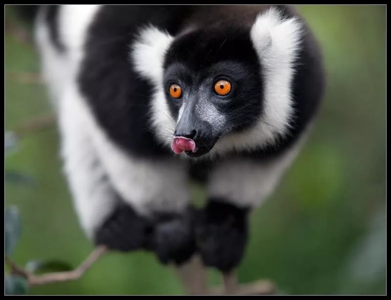 Black and white lemur vari. - Black and white, , Lemur, Vari, Animals, Milota, Longpost