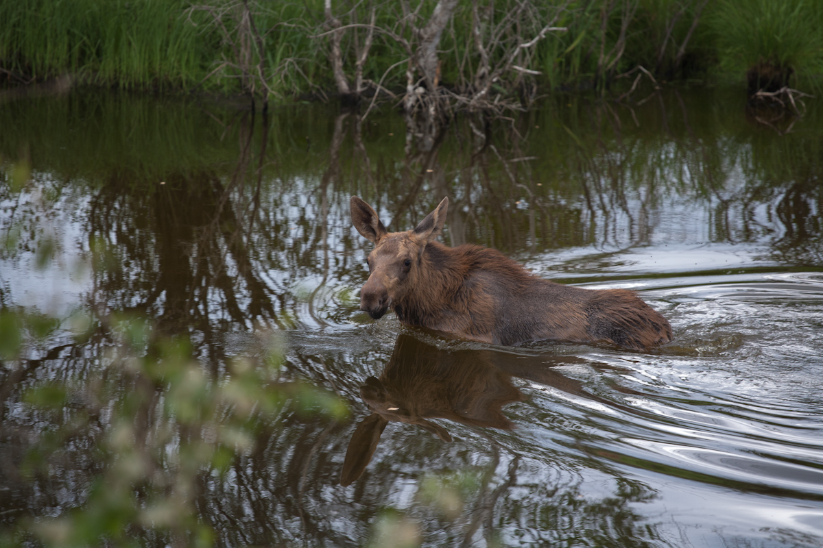 calf - Elk, Animals, Yakutia, Water, Nature, The photo