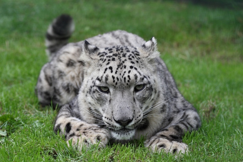 Snow Leopard - Snow Leopard, Longpost, Cat family, Wild animals, The photo