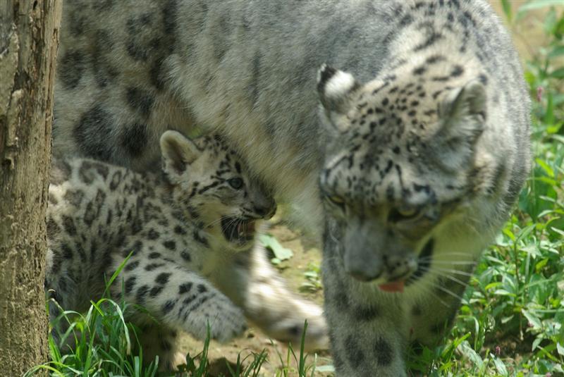 Snow Leopard - Snow Leopard, Longpost, Cat family, Wild animals, The photo