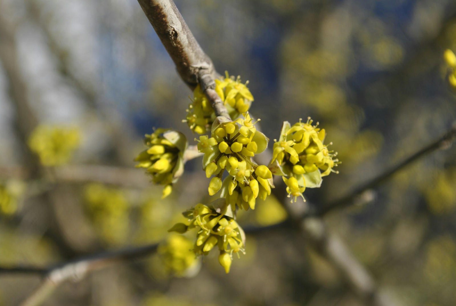 My spring - My, My, Flowers, Plants, Spring, Garden, The photo, Longpost