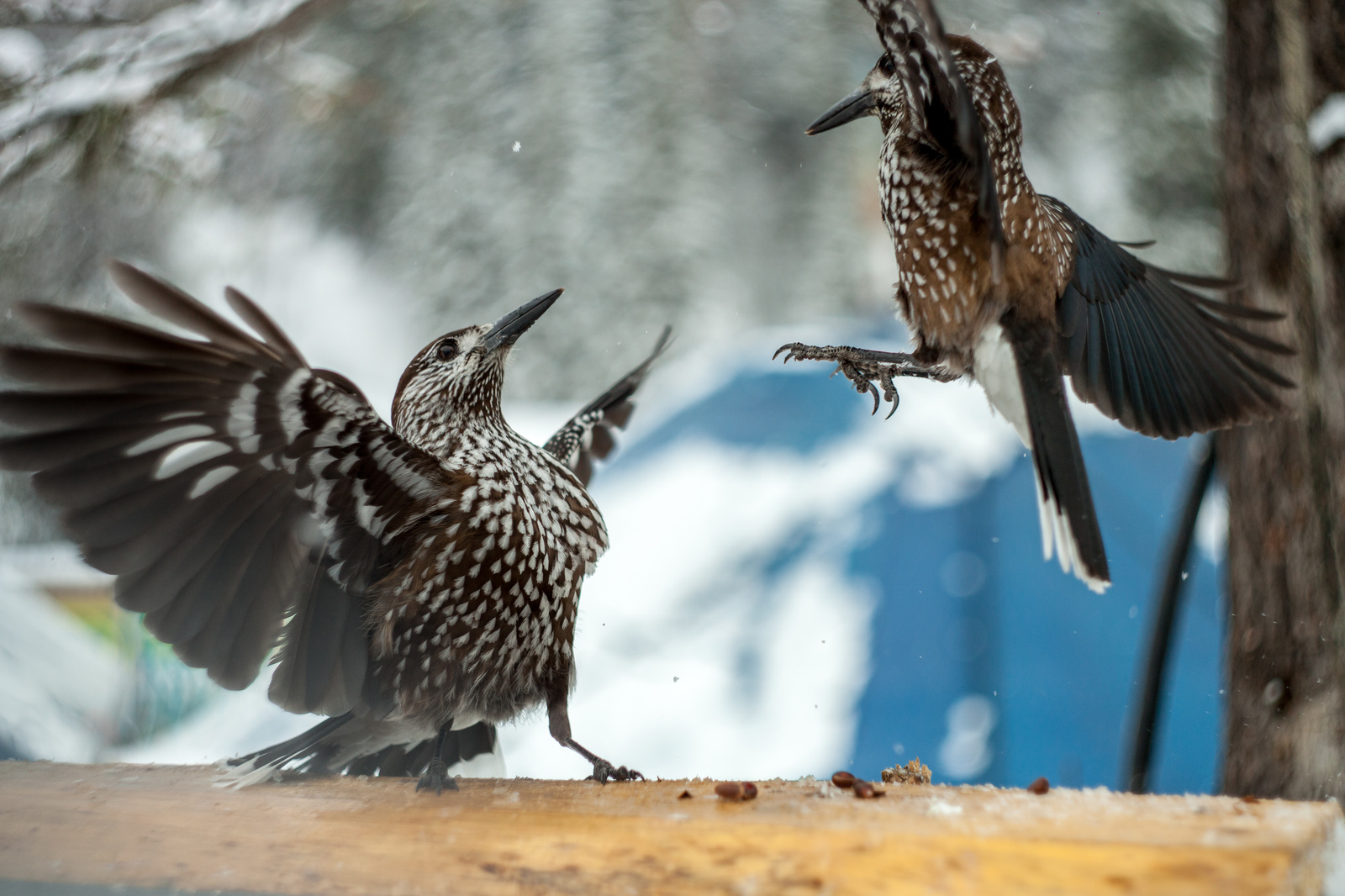 Kedrovka. - My, Sheregesh, Birds, Longpost