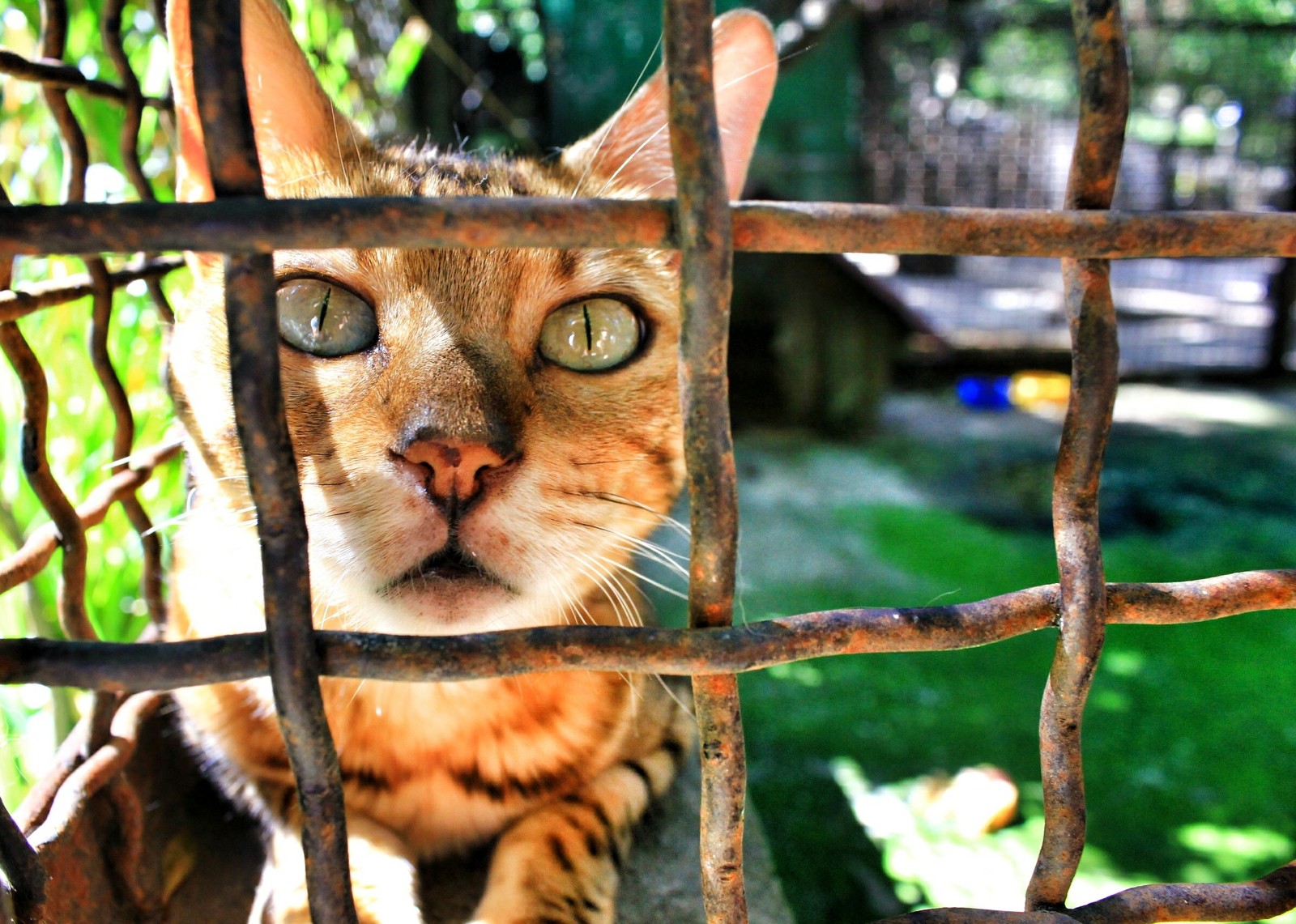 Zoo inhabitants, Crimea - My, Crimea, Portrait, Zoo, Animals, cat, Monkey, The photo