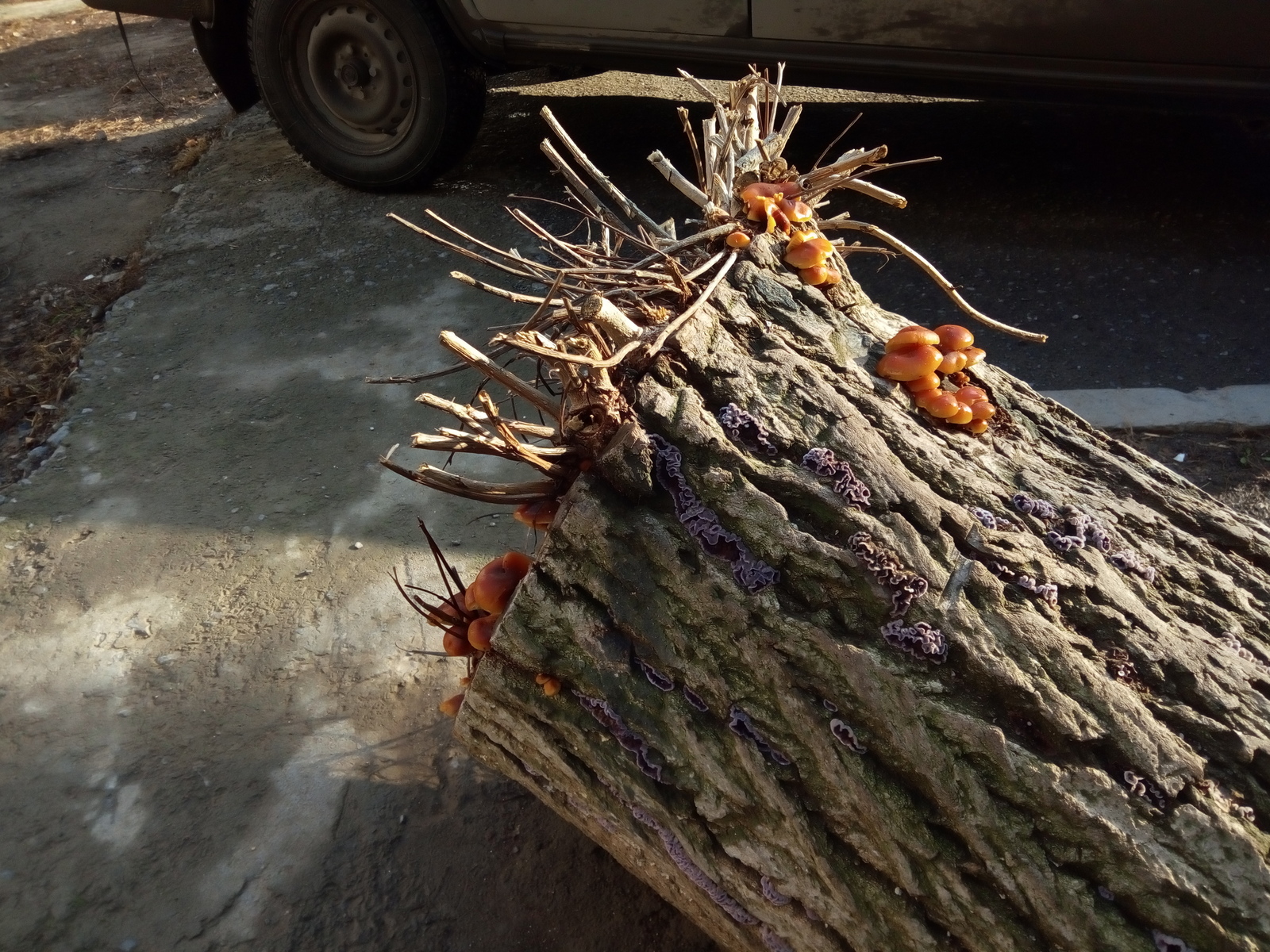 Mushroom season is open - My, Spring, Mushrooms, The photo