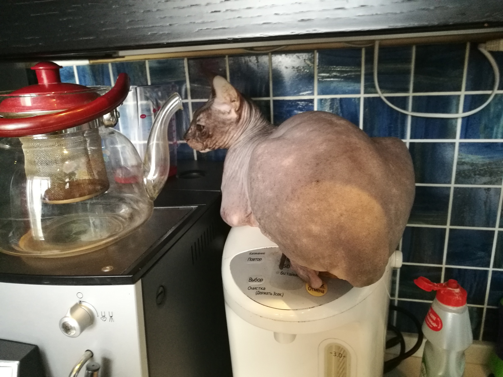 Grandma on the teapot - My, Sphinx, cat, The photo, Pets, Kettle