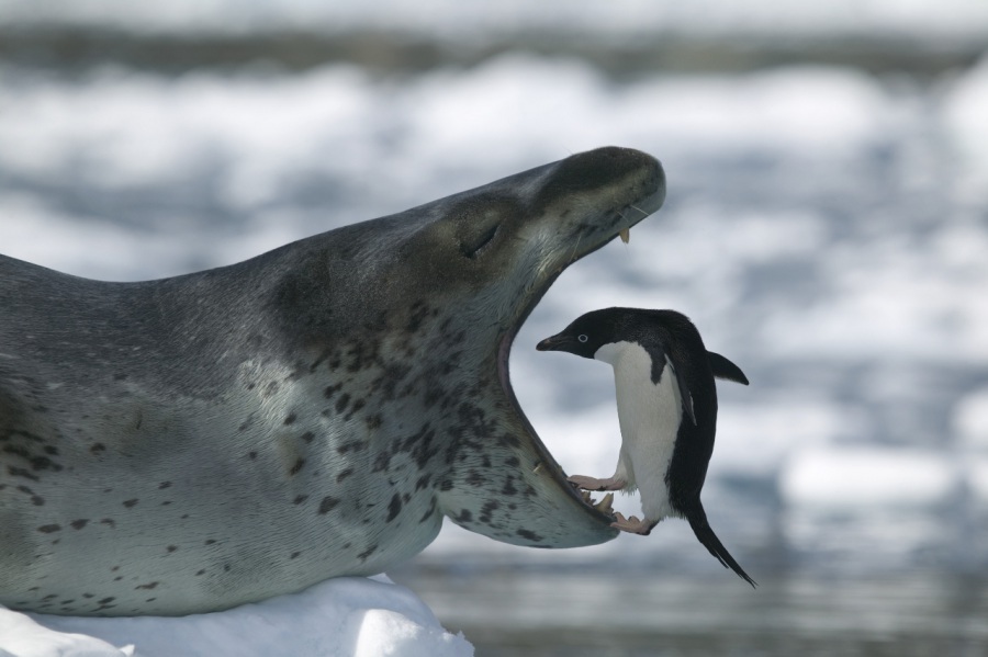 Leopard seal - Leopard seal, Ocean, , Nature, The photo, Video, Longpost, Predator