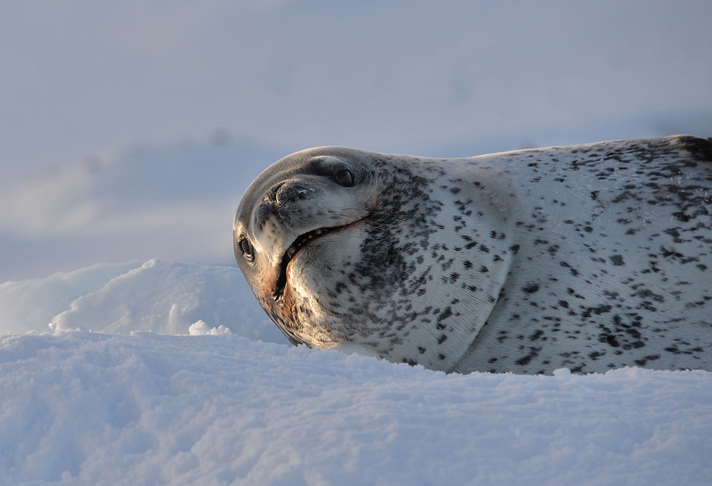 Leopard seal - Leopard seal, Ocean, , Nature, The photo, Video, Longpost, Predator