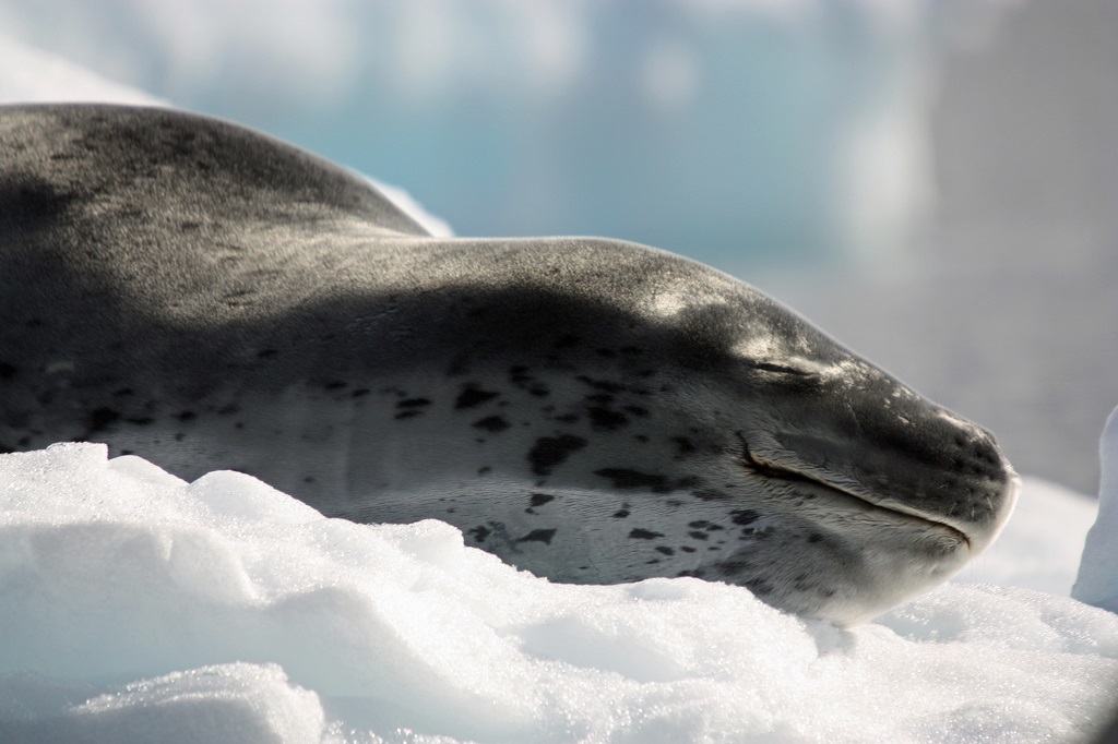 Leopard seal - Leopard seal, Ocean, , Nature, The photo, Video, Longpost, Predator