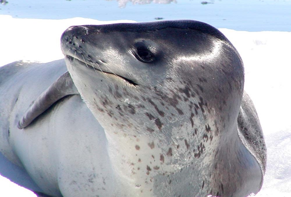 Leopard seal - Leopard seal, Ocean, , Nature, The photo, Video, Longpost, Predator