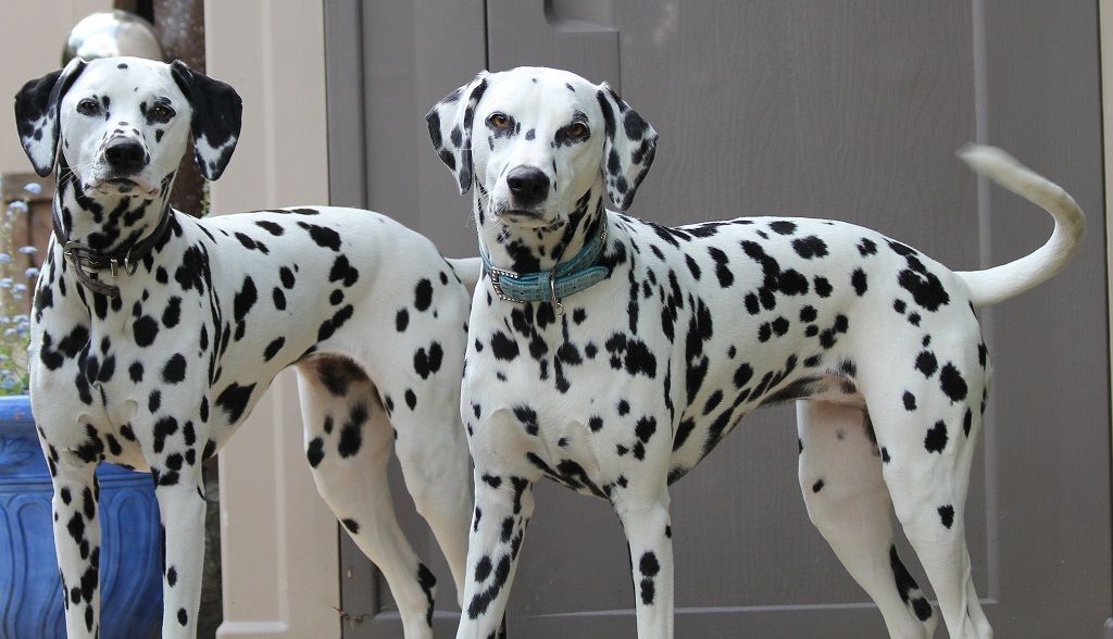 Dalmatians - Dalmatian, Dog, Longpost