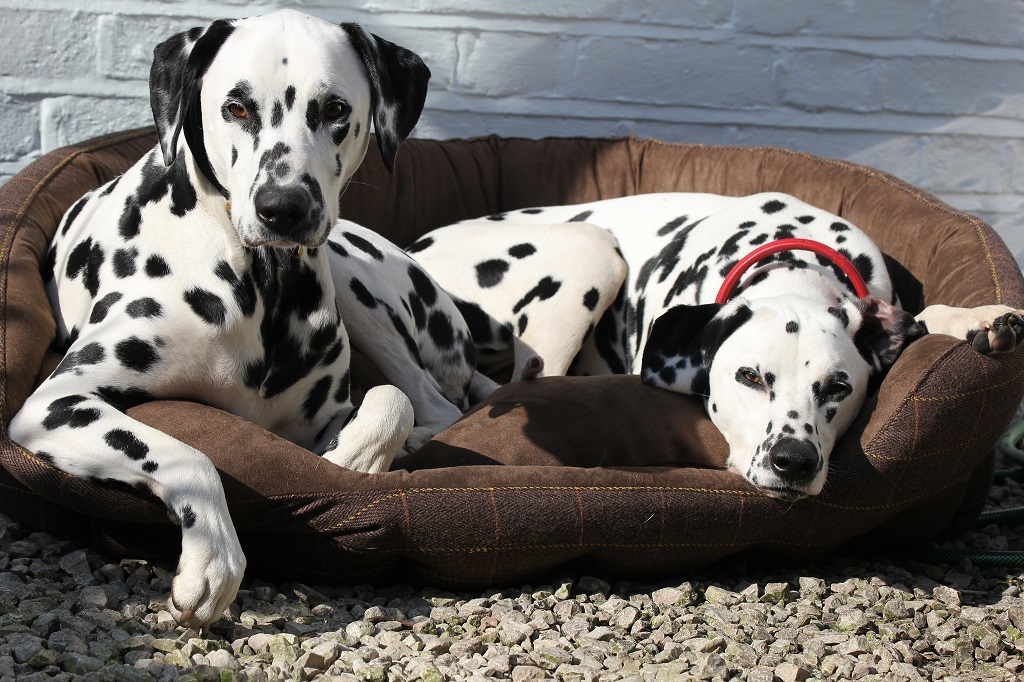 Dalmatians - Dalmatian, Dog, Longpost