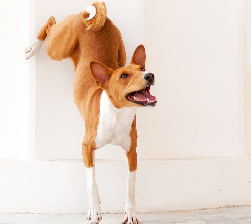 Basenji - African barking dog - Dog, Africa, Animals, Puppies, Longpost, The photo