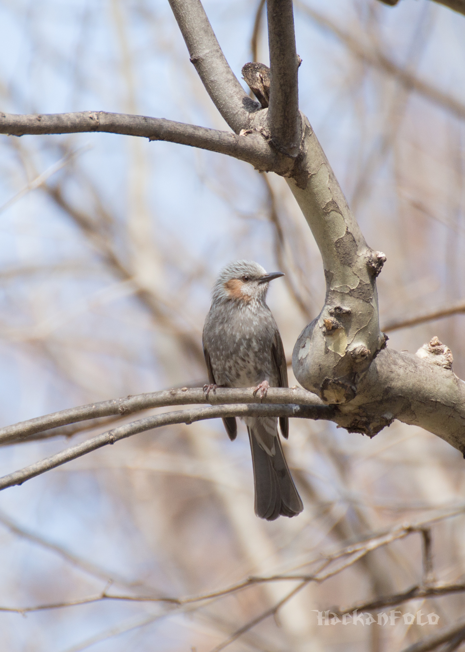 Tell me, what kind of bird? - My, Birds, Unknown, Seoul, Definition, Longpost