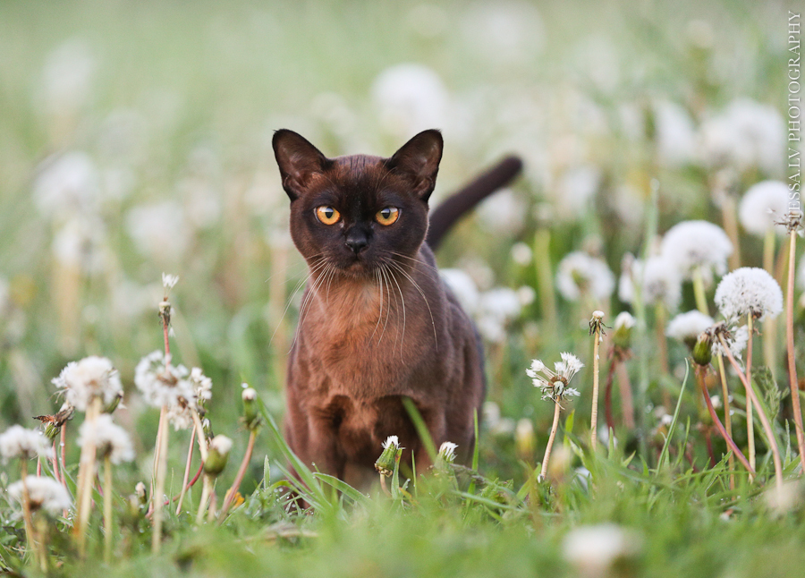 Tessa's cats - cat, The photo, Tessa, Longpost, Turkish Van, , Burmese, Cat breeds