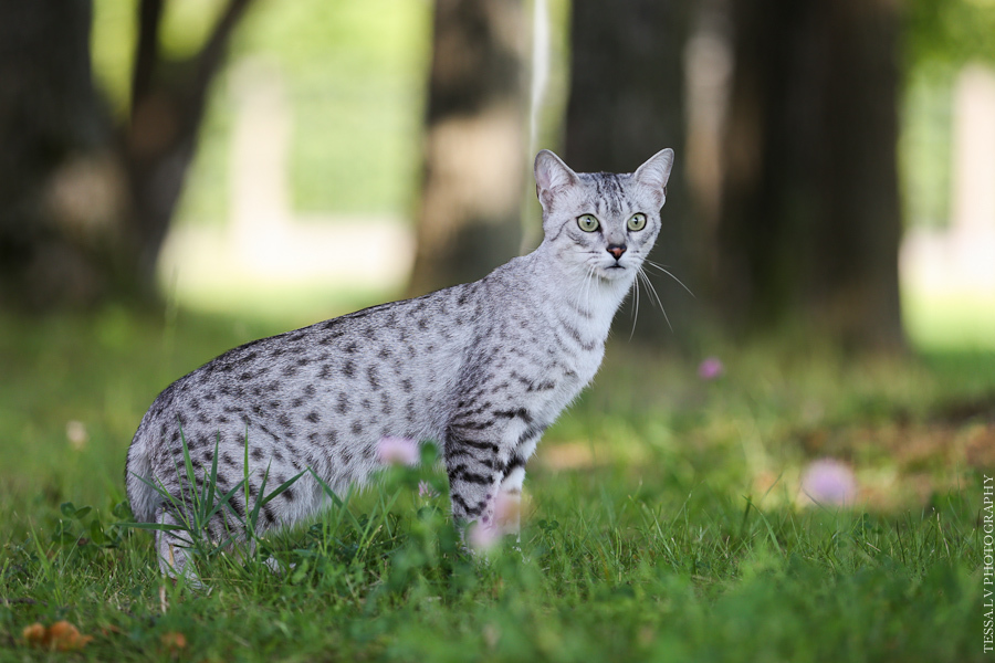 Котики от Тессы - Кот, Фотография, Tessa, Длиннопост, Турецкий Ван, Египетский мау, Бурма, Породы кошек