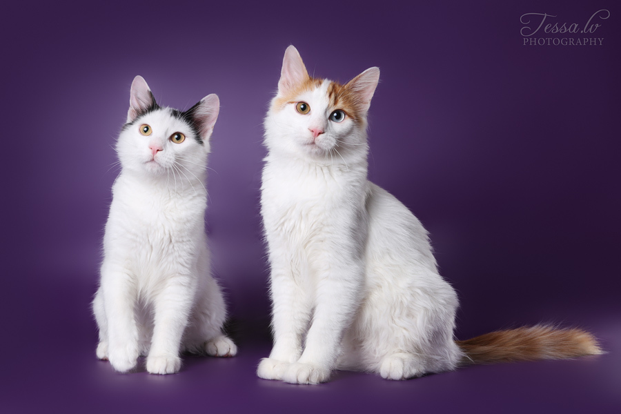 Tessa's cats - cat, The photo, Tessa, Longpost, Turkish Van, , Burmese, Cat breeds