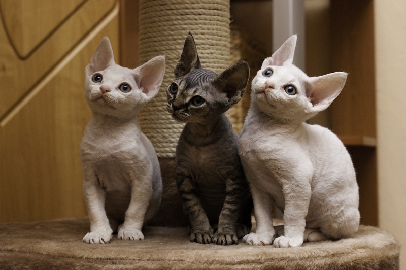 Devon Rex - cat, Breed, Devon Rex, Longpost