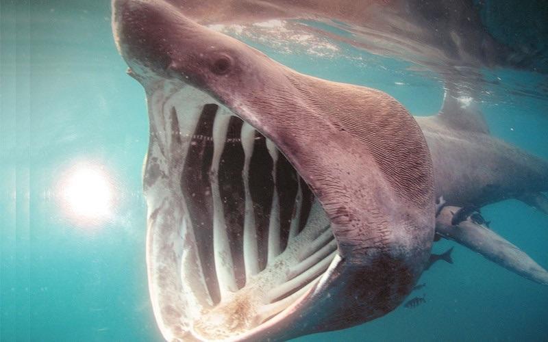 giant shark - giant shark, Shark, The photo