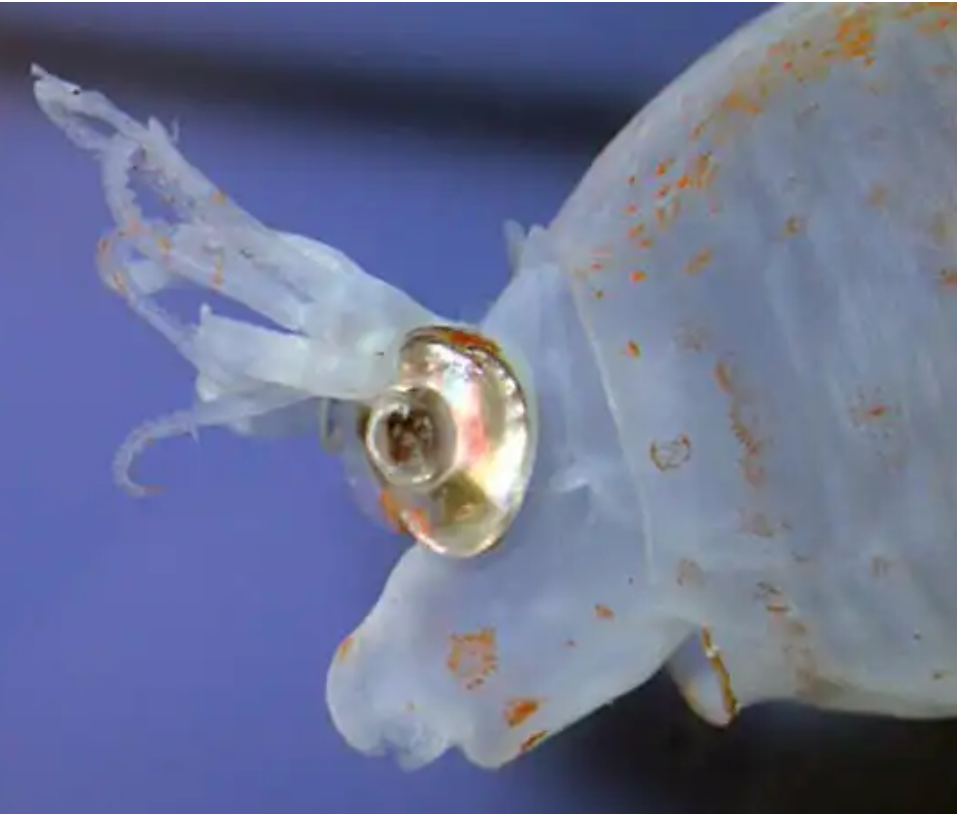 Piglet squid (swinghead) - The photo, Longpost, Squid, Amazing, Milota