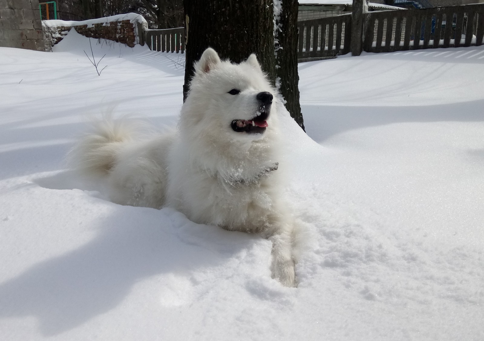 And we have winter again. - My, Samoyed, Dog, Winter, The photo, Longpost