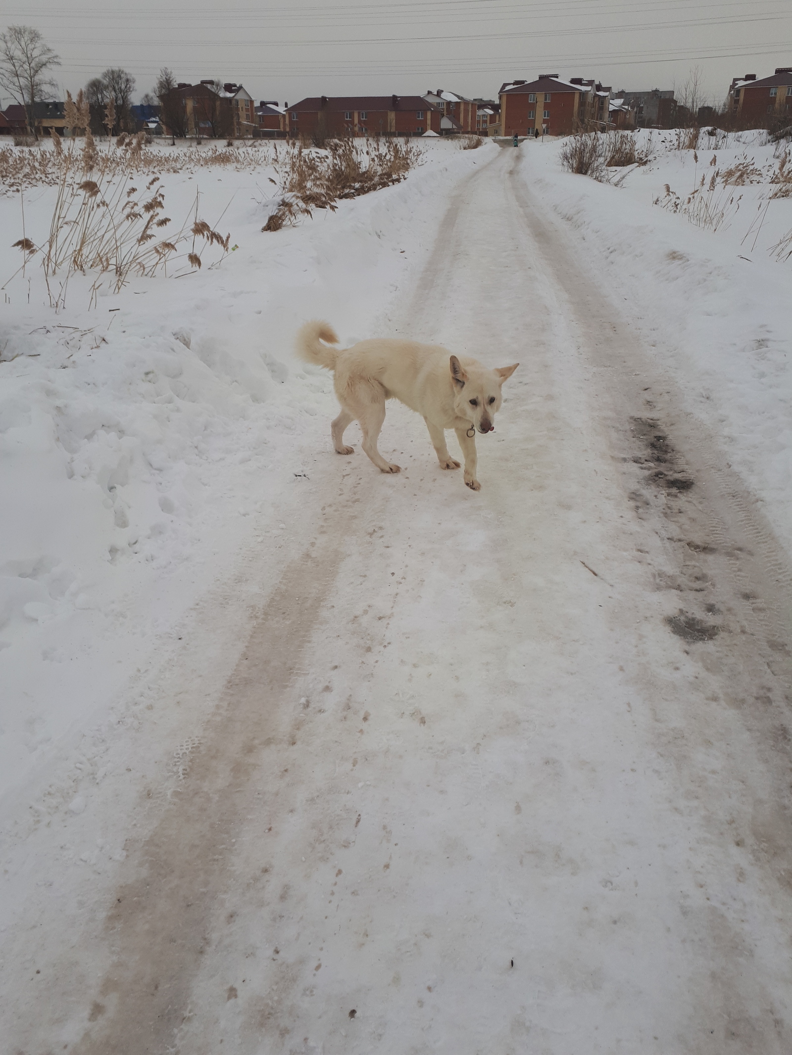 A dog on the way of children to kindergarten and school. - My, My, The photo, Longpost, Dog