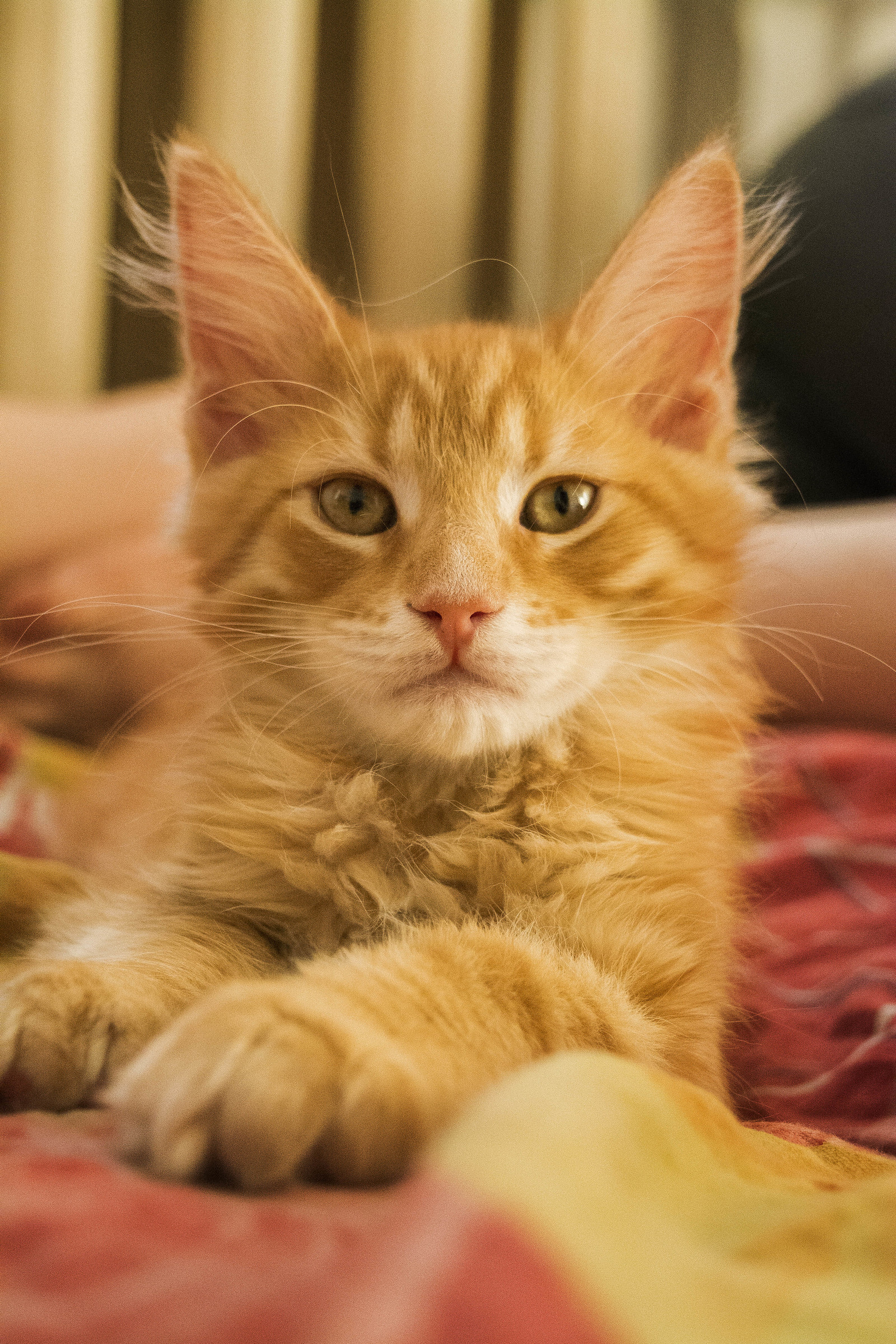 Kitten on Nikon d5200 - My, The photo, Nikon d5200, cat, Maine Coon, Longpost, Kittens