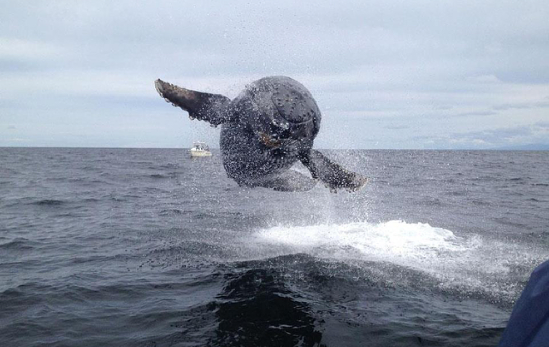 Flying Whale - Whale, Flight, The photo, Animals, Water