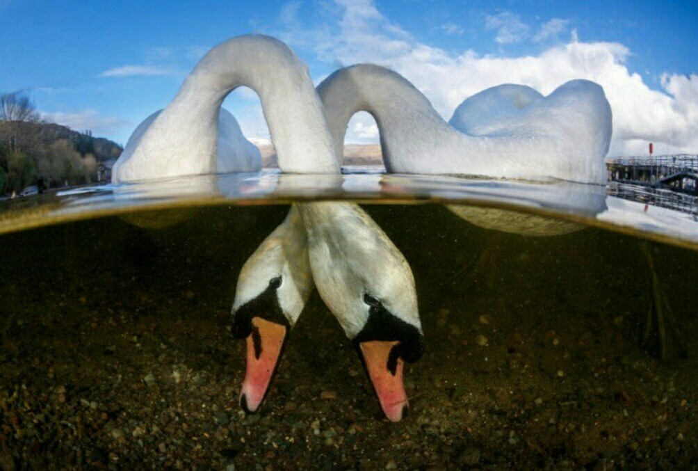 Best underwater photos of 2018 according to Underwater Photographer - The photo, Longpost, Underwater, Animals, Under the water