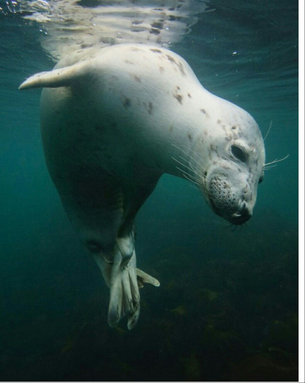 Best underwater photos of 2018 according to Underwater Photographer - The photo, Longpost, Underwater, Animals, Under the water