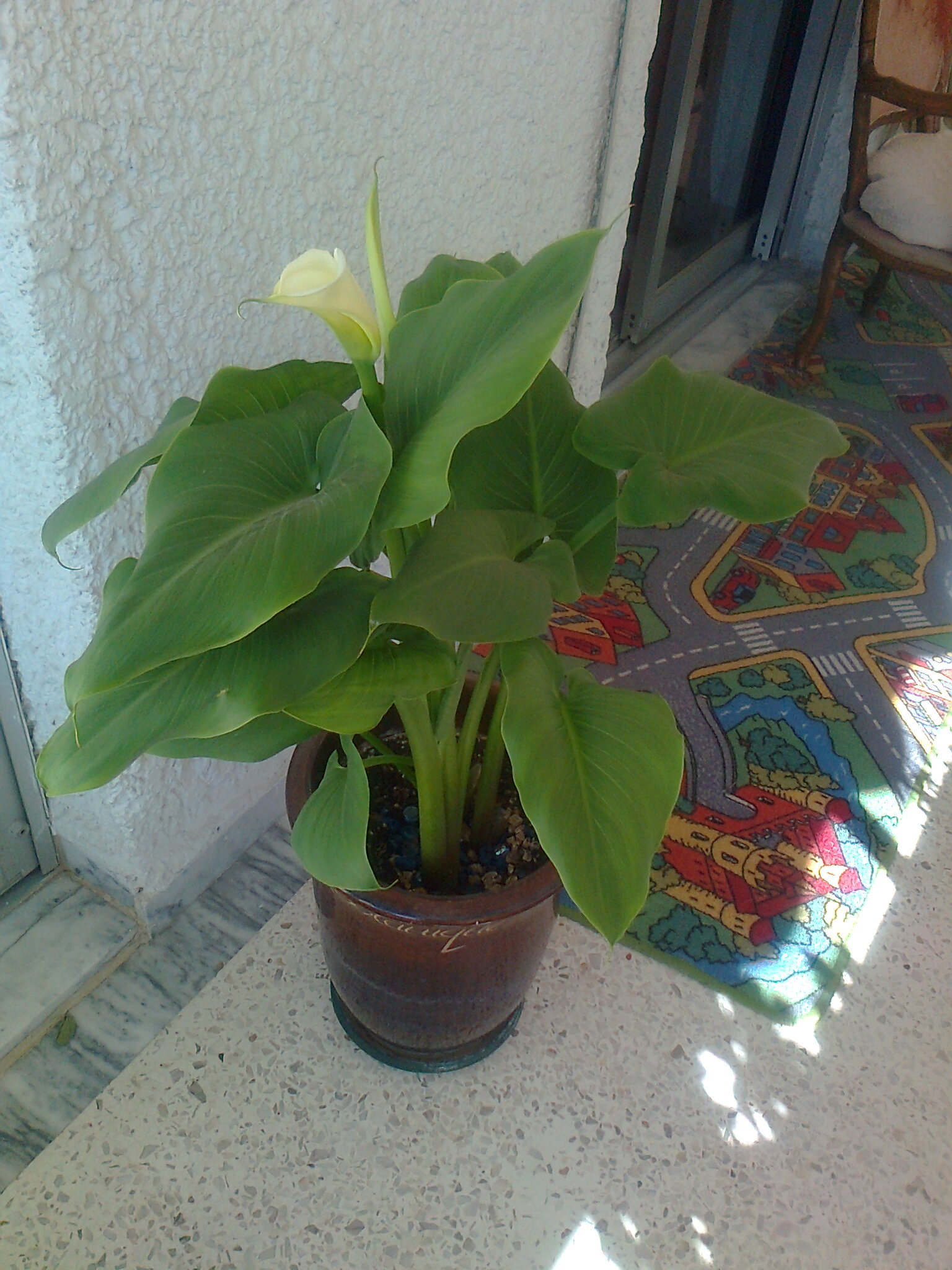 Callas. the first flower on the balcony. - My, Houseplants, Flowers