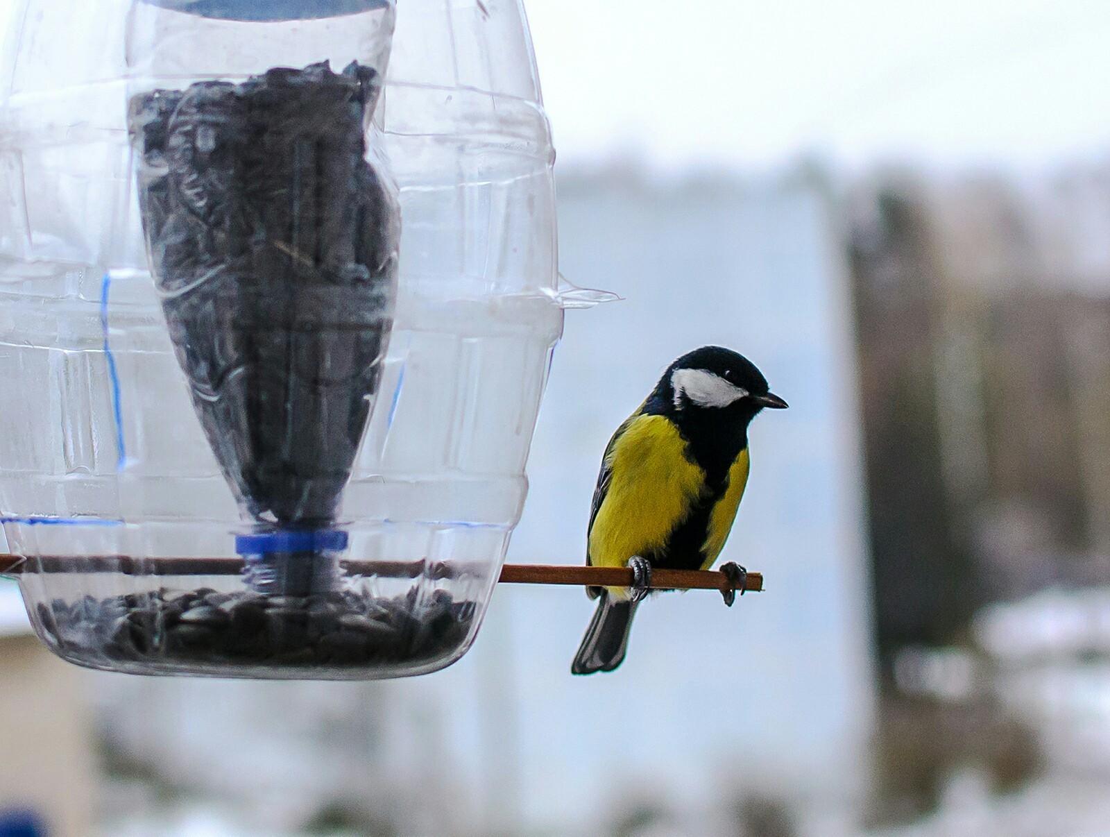 Tits on the feeder - My, Birds, Tit, Trough, The photo, Longpost