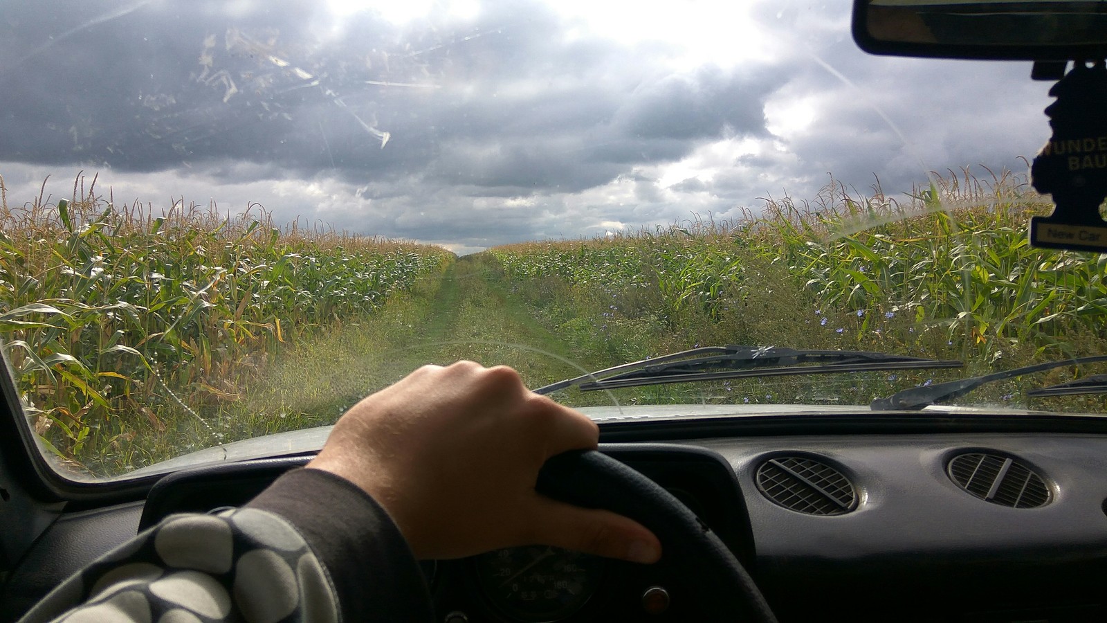 in corn - My, Nature, Niva, Corn, The photo