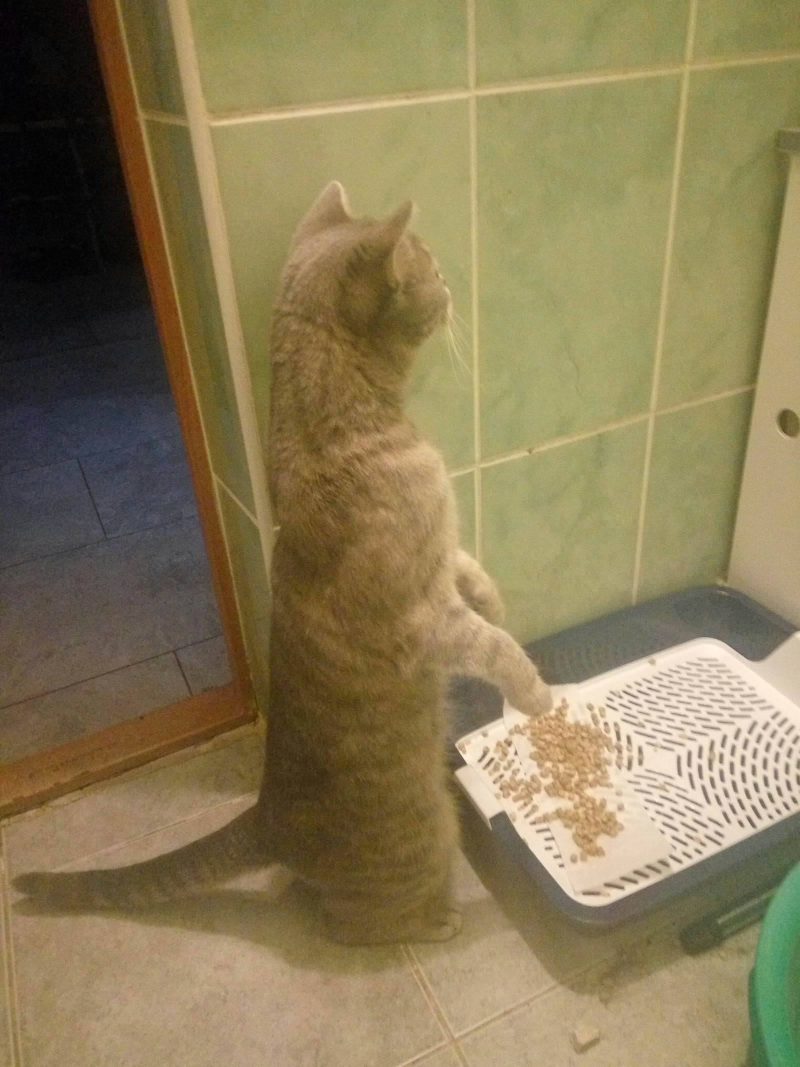 How to toilet train a cat? - My, Catomafia, cat, Animals, Longpost