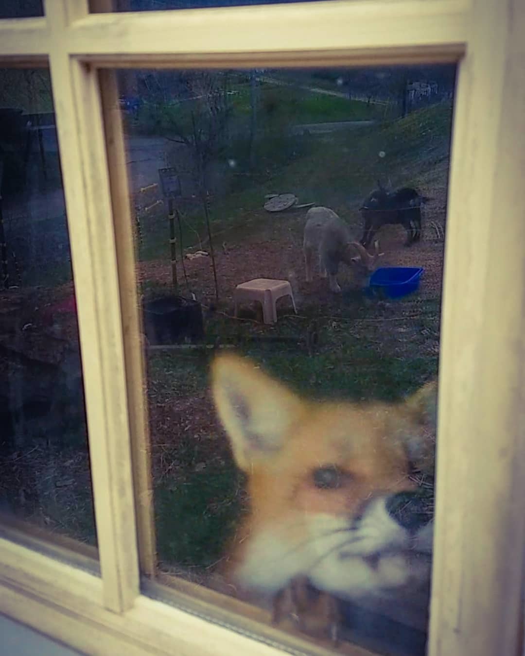 Unexpected guest ^.^ - Fox, Animals