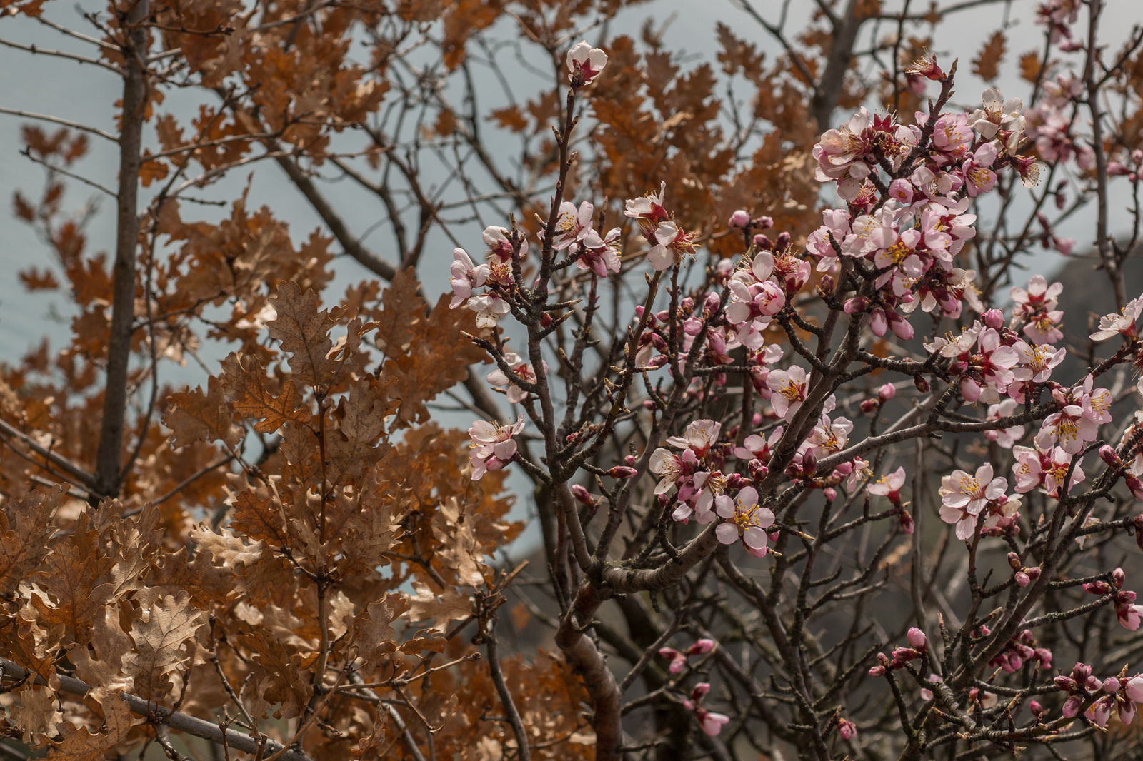 Spring on Kara-Dag - Leaves, Bloom, Kara-Dag, Crimea, The photo, Autumn, Spring, My