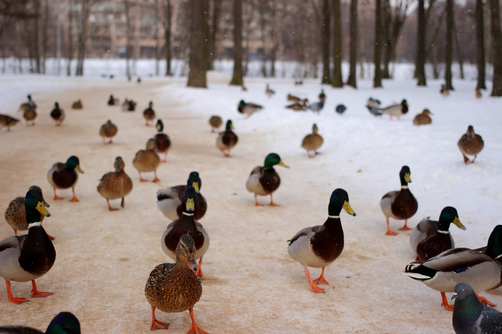 ducks) - My, Duck, Quack quack, Longpost