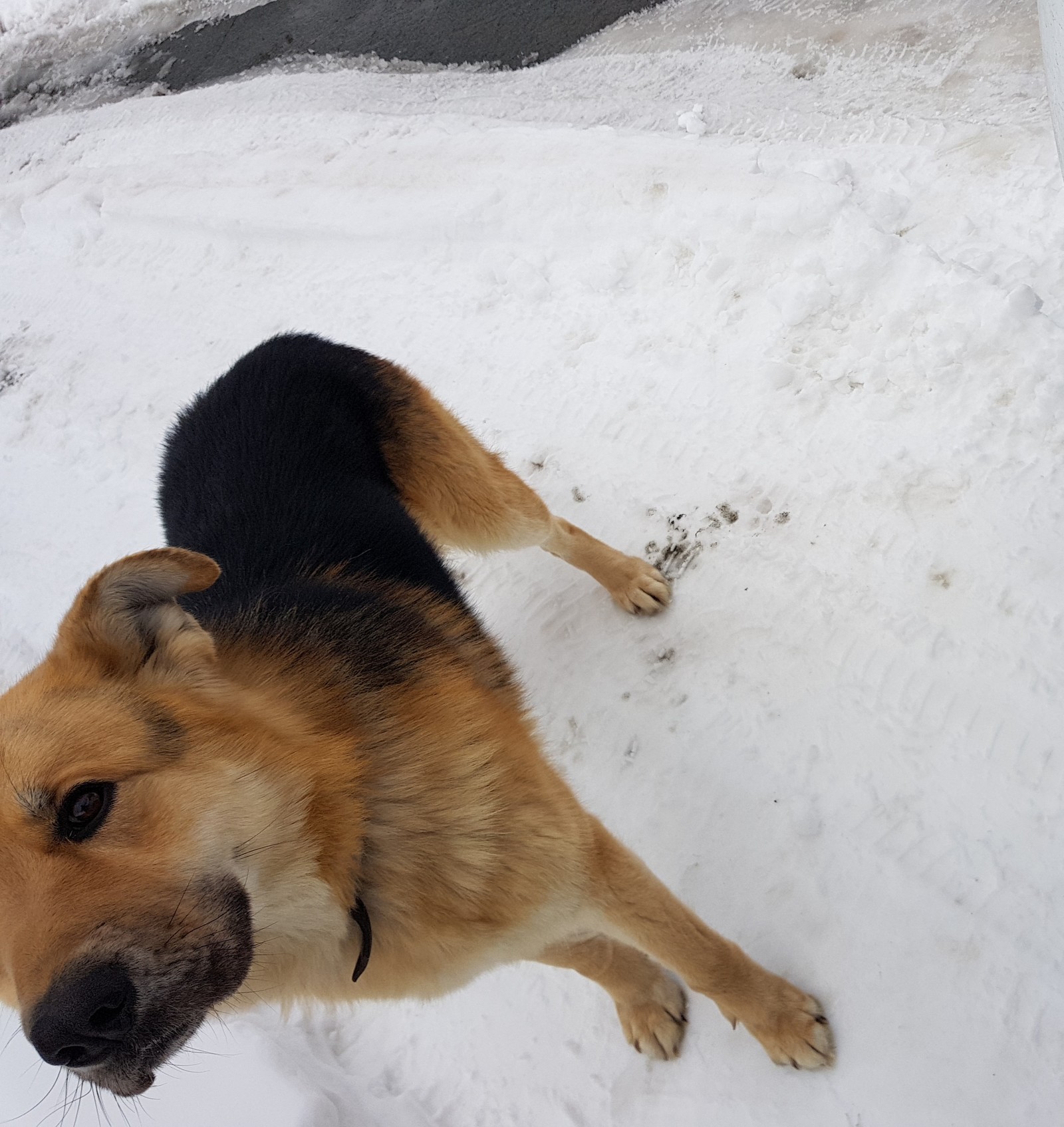 Dog found in Barnaul - My, Dog, Barnaul, The dog is missing, No rating