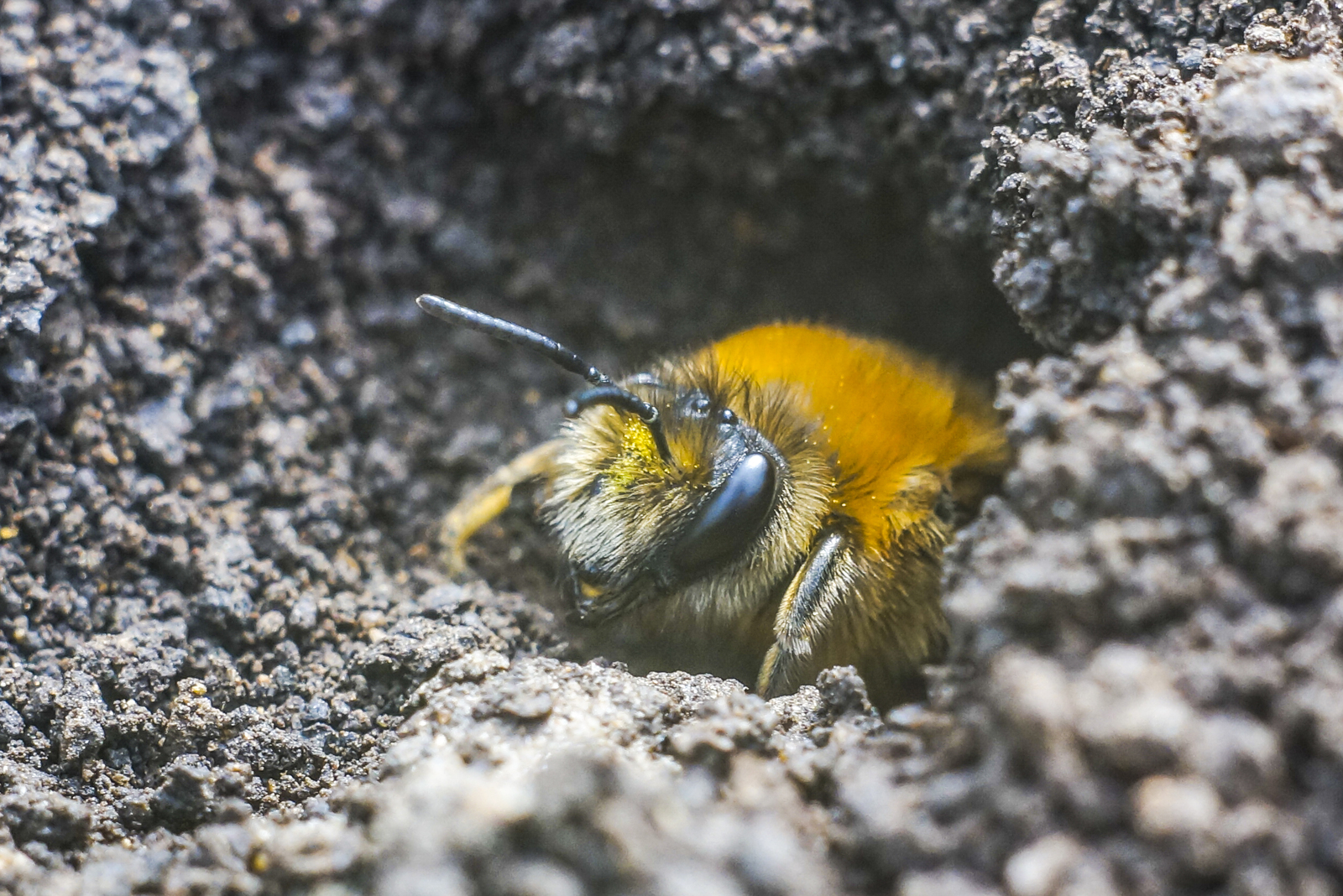 My macro world. - My, Macro photography, Insects, Lichen, The world under your feet, The photo, Macro, Butterfly, Longpost