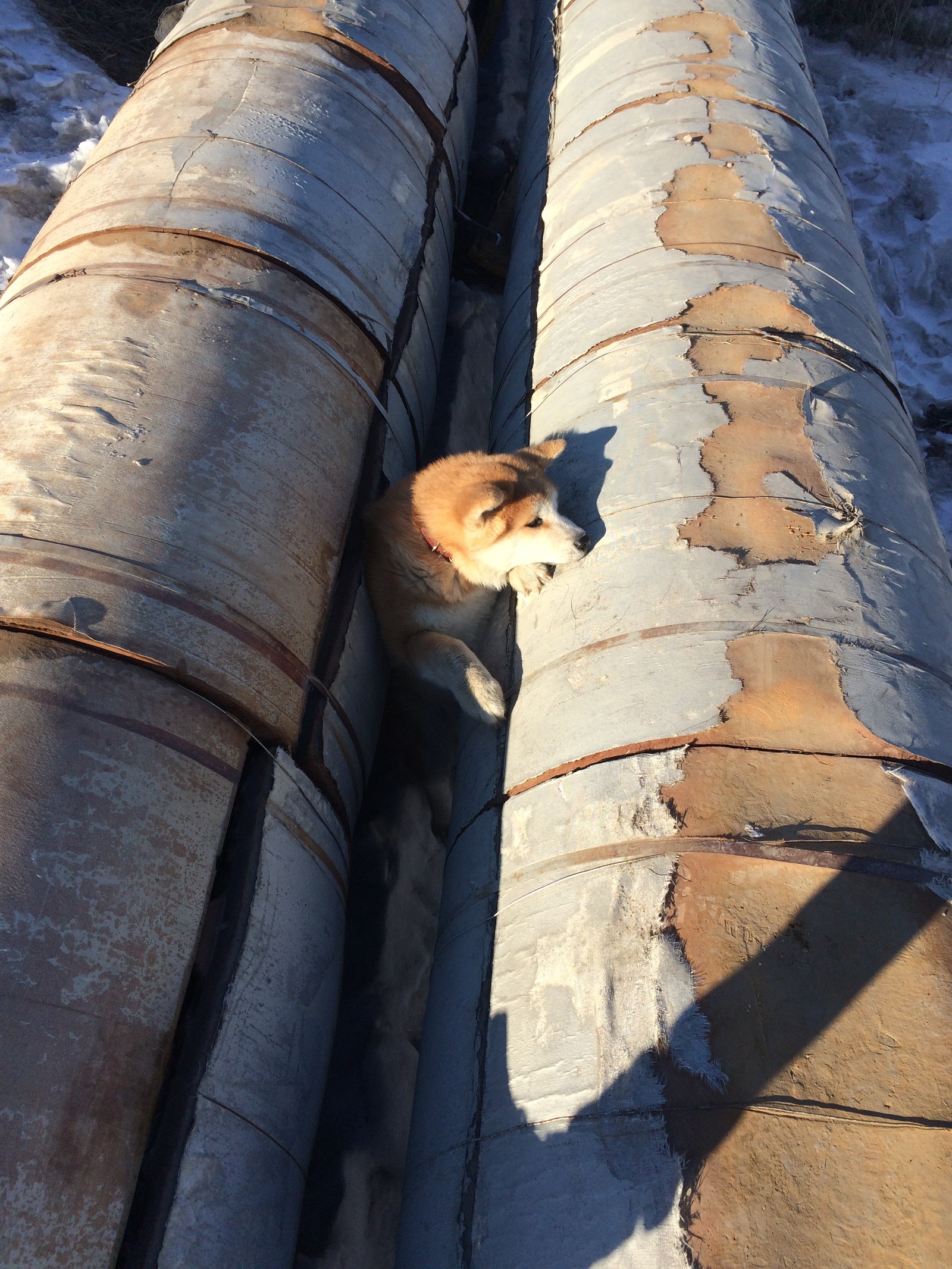 When your fat dog is stuck - My, Akita inu, Longpost, Stuck, Dog