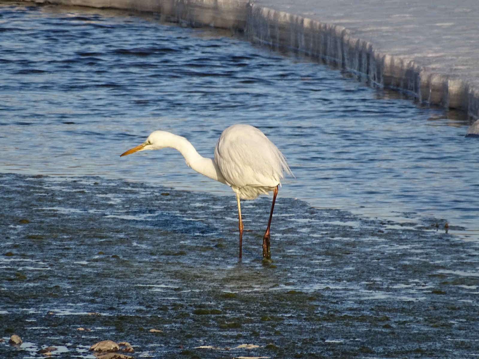 Encounter with a Great Egret on the Razdolnaya River, Primorsky Territory, Oktyabrsky District. - My, Birds, Egret, Primorsky Krai, Razdolnaya River, Oktyabrsky District, Pokrovka, Longpost