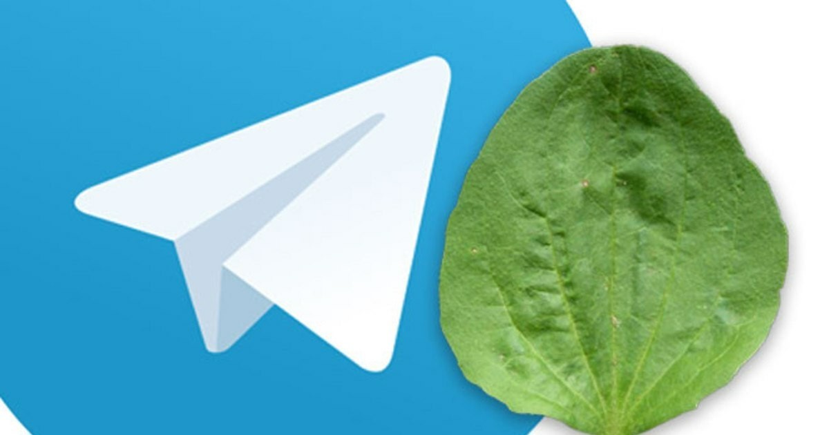 Telegram don't worry - Cart, Plantain, Social networks