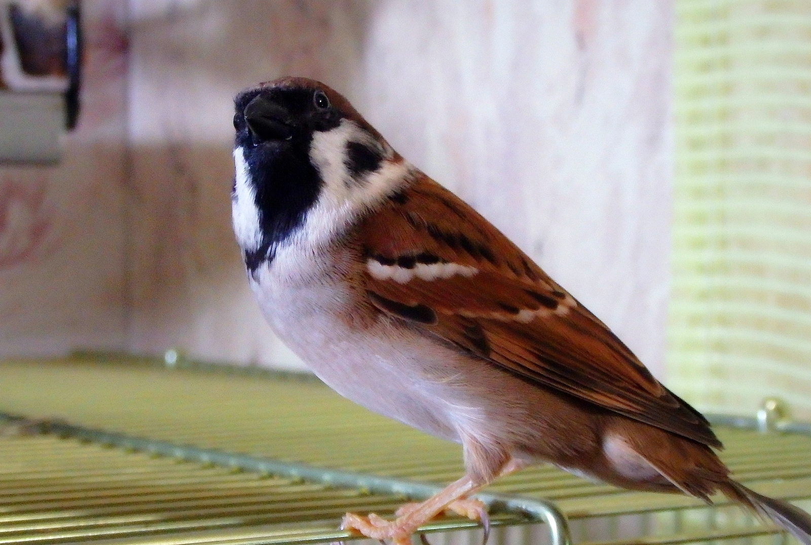 A very, very FLUFFY sparrow Tosha. Fluffy nowhere. - My, Birds, , , Sparrow Tosha, The photo, Sparrow