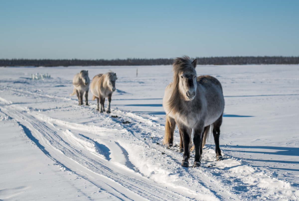 Where to get water when it's -60 degrees outside? - Yakutia, Travels, Water, Text, Longpost, Ice, The photo