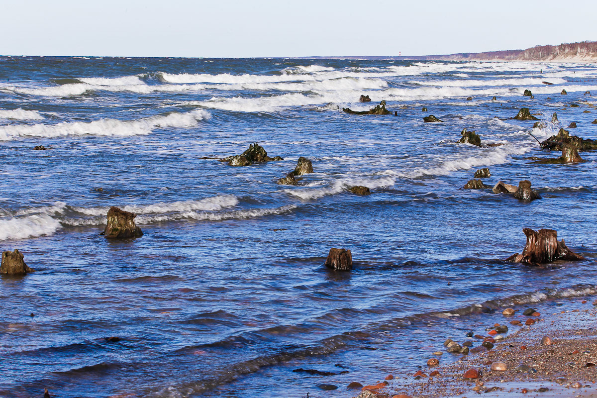 The roots of an ancient forest appeared from under the water in Zelenogradsk - Sea, Interesting, Nature, Beach, Longpost