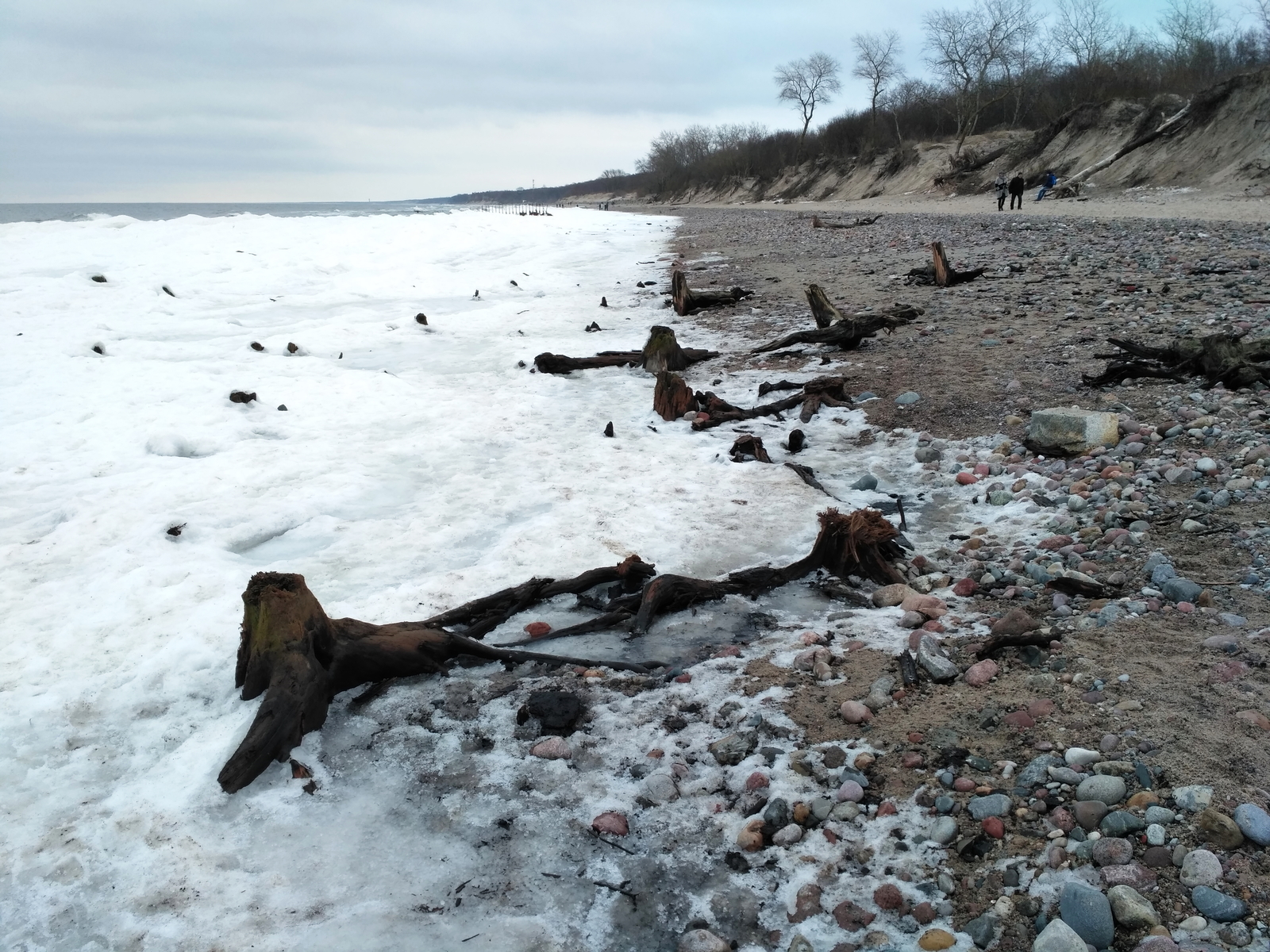 The roots of an ancient forest appeared from under the water in Zelenogradsk - Sea, Interesting, Nature, Beach, Longpost